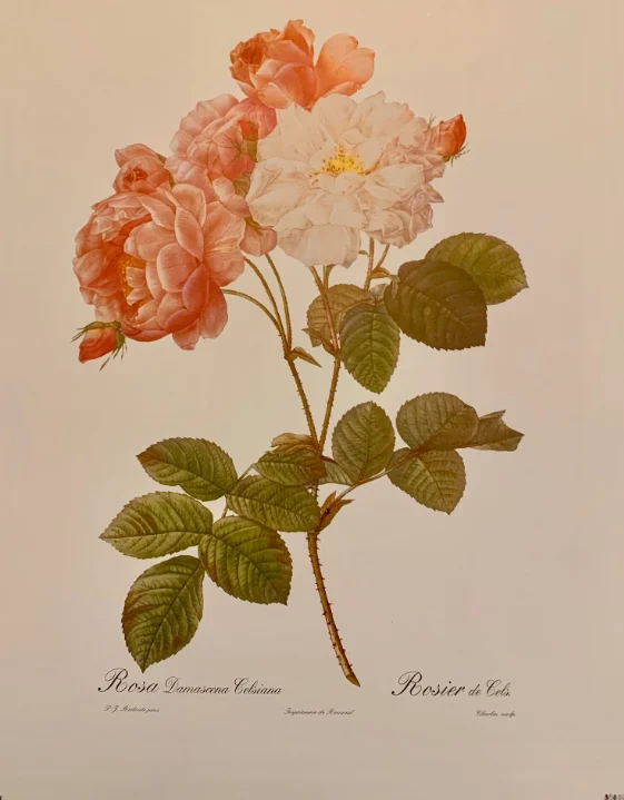 Botanical print of a pink damask rose after Pierre-Joseph Redouté