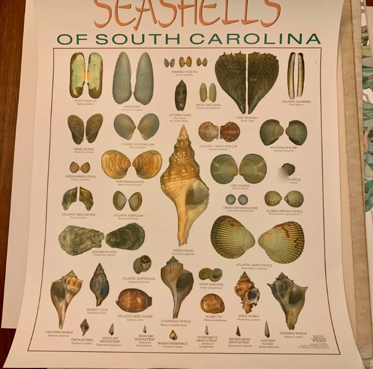 Seashells of South Carolina identification poster