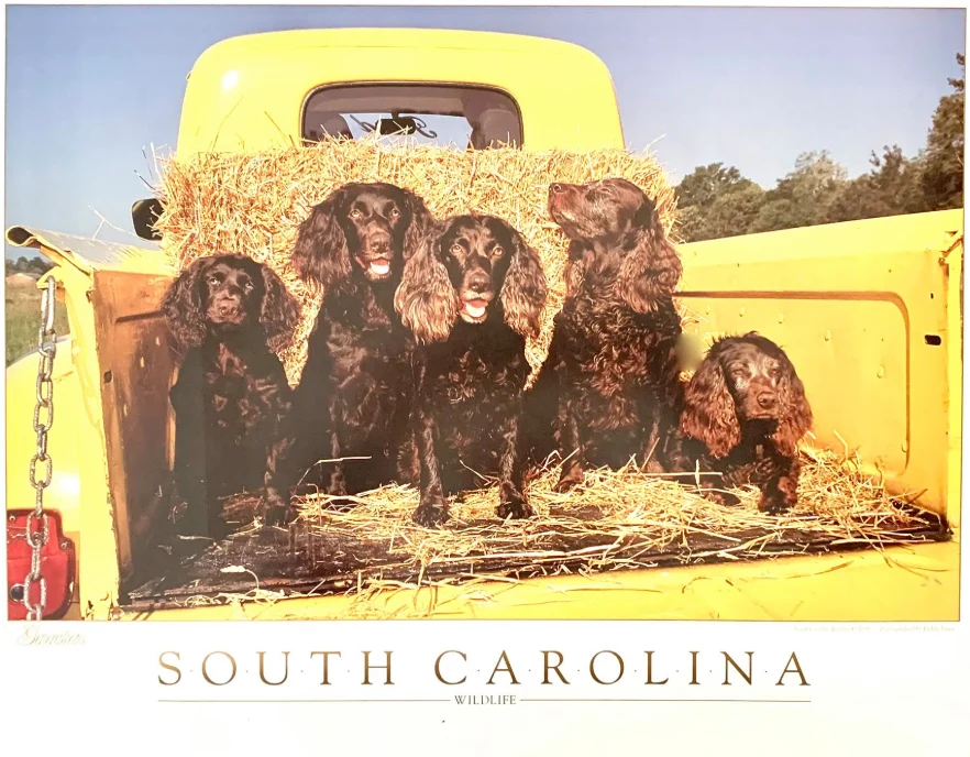 South Carolina Wildlife poster of five Boykin spaniels in a yellow truck bed